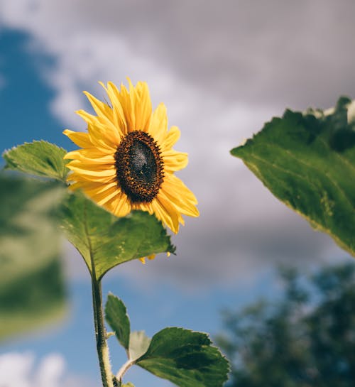 Free Sunflower growing in green field in countryside Stock Photo