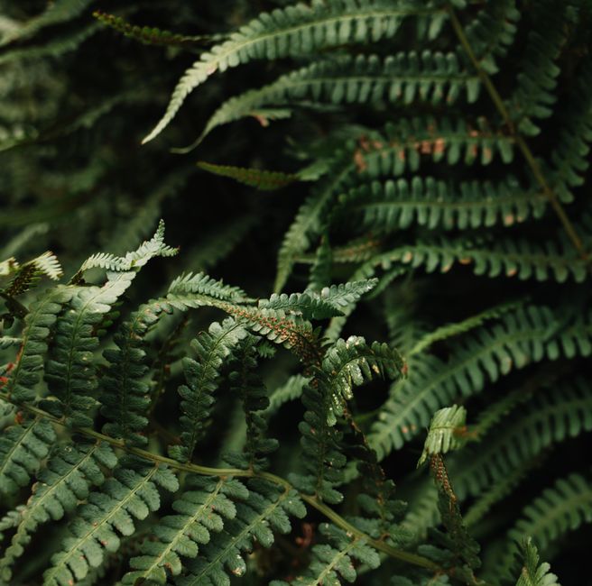 Green plant leaves with thin stems and pointed edges growing in woods in daylight