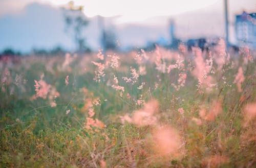 Colorful blooming flowers growing on green grassy meadow in summer evening at sundown