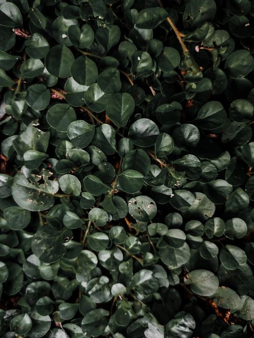 Free From above of delicate green shiny leaves of Cotoneaster horizontalis flowering plant as abstract background Stock Photo