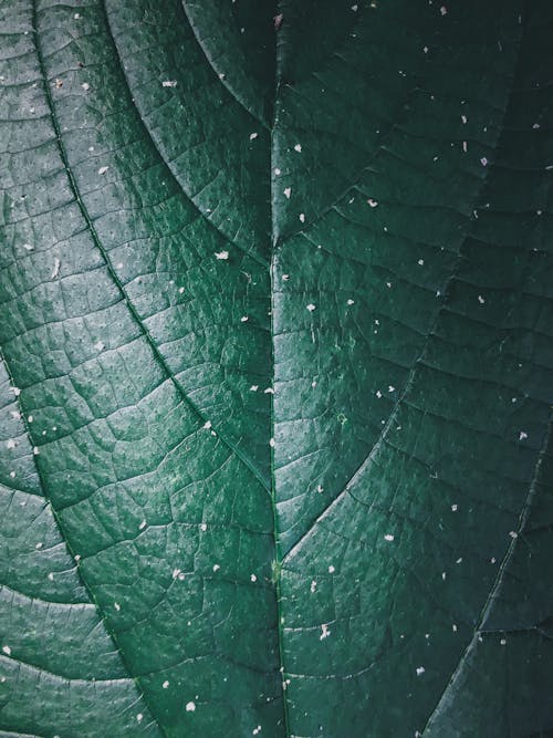 Closeup of textured surface of shiny fresh green leaf with veins and spots as abstract background