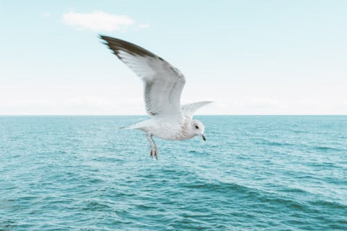 Burung Camar Di Langit Cerah Di Atas Laut