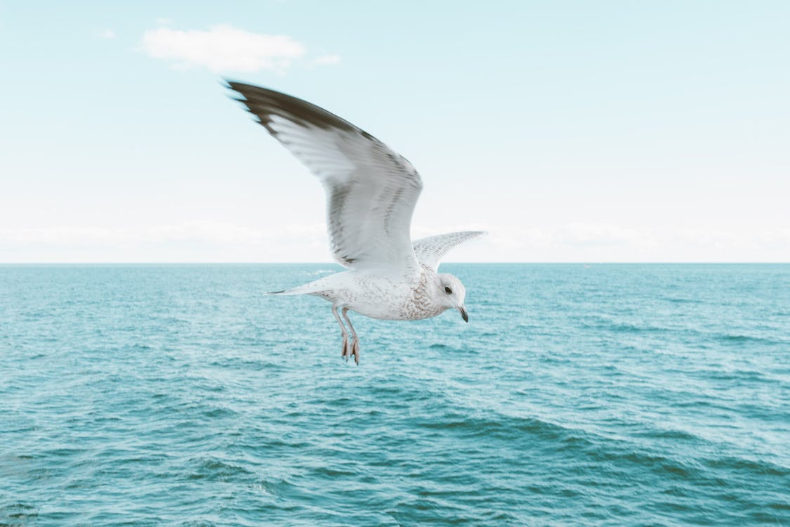 Wild white seagull soaring over waving turquoise sea on summer day with clear sky on background