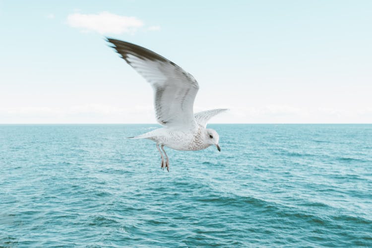 Seagull In Clear Sky Over Sea