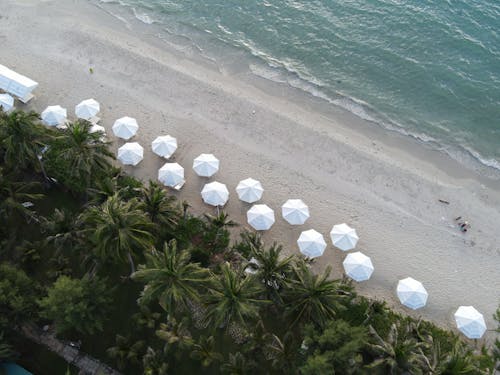 Umbrellas on sandy seashore near tropical garden in daylight