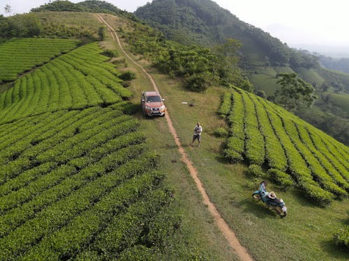 Free Drone view of SUV car and motorcycle parked near unrecognizable male traveler standing on green hill with tea plantations during trip in Vietnam Stock Photo
