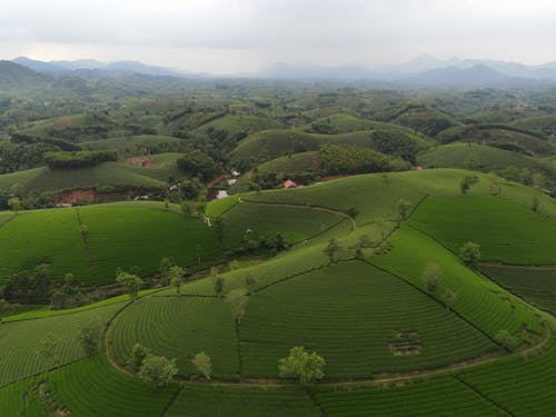Tea fields on green hills under cloudy sky