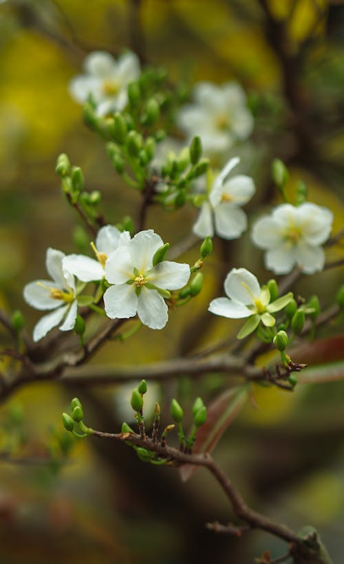 White Flowers on Brown Tree Branch