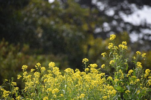 Fotos de stock gratuitas de al aire libre, amarillo, brillante