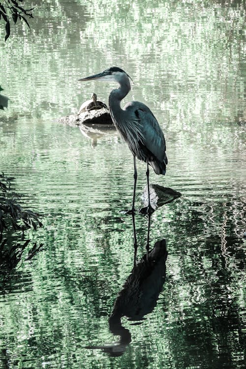 Free stock photo of austin texas, blue heron, ladybird lake