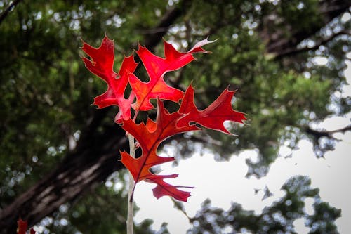 Free stock photo of autumn color, autumn leaf, autumn leaves