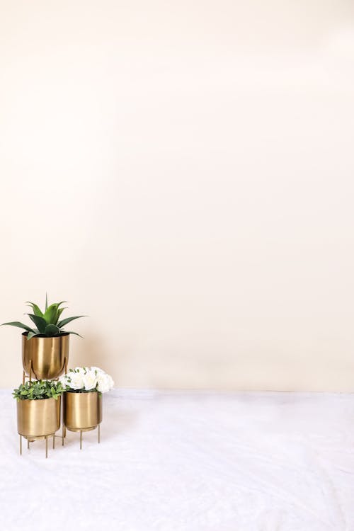 Green Plant in Golden Vase