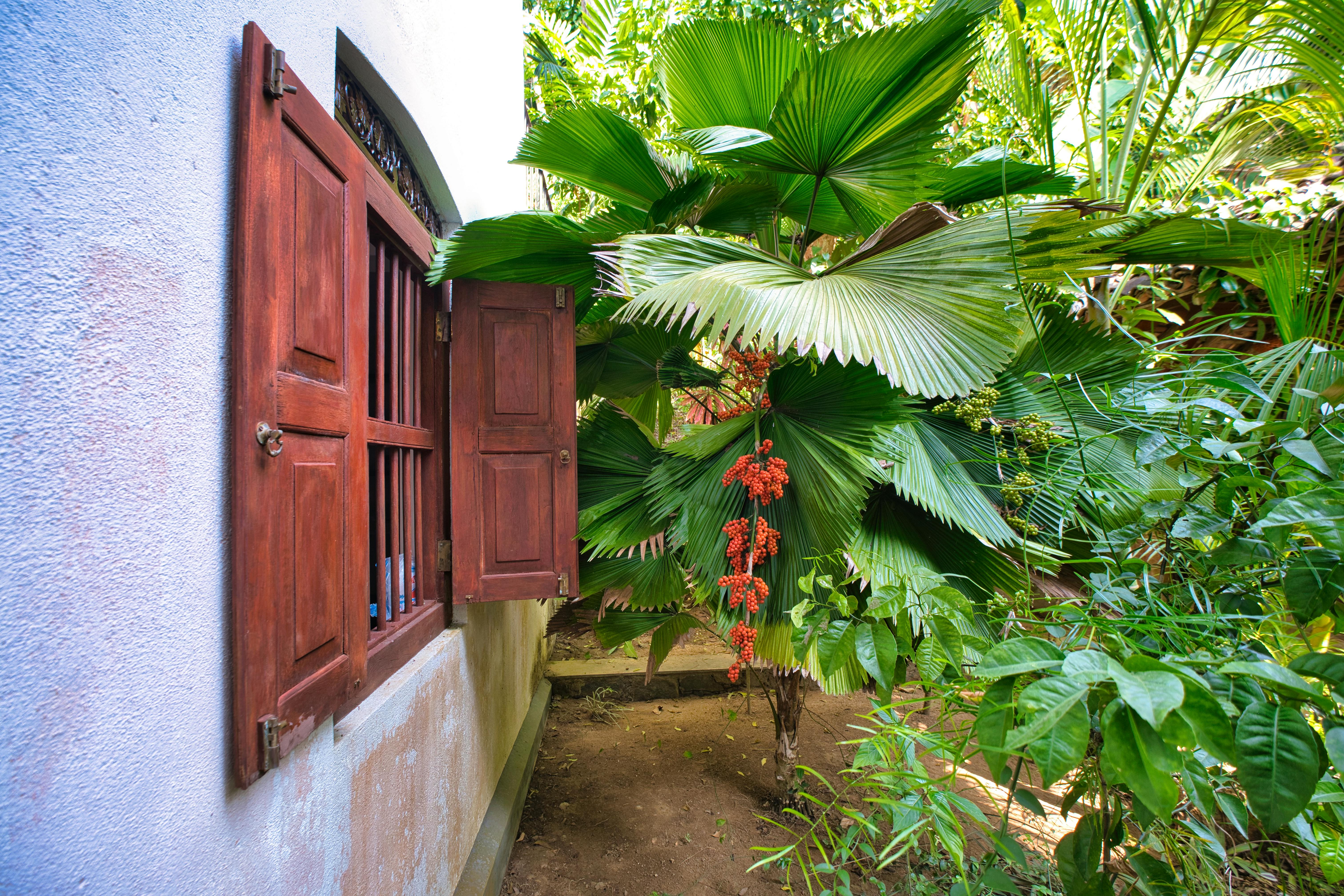 Royal Botanic Gardens Peradeniya palm avenue Kandy Sri Lanka