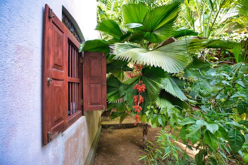 Brown Wooden Window Near Green Tree