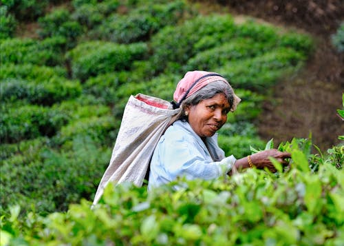 Foto d'estoc gratuïta de a l'aire lliure, agricultor, agricultura