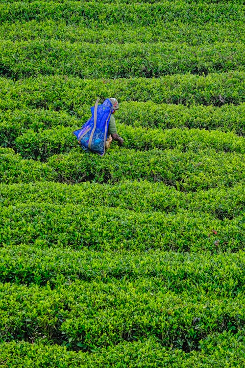 Foto d'estoc gratuïta de agricultor, agricultura, camp