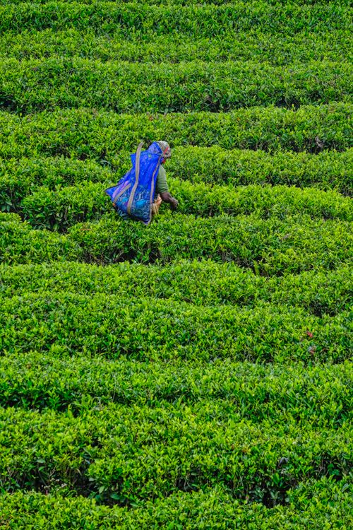 Free A worker in vibrant tea fields of Haputale, Sri Lanka, tending to tea plants in a picturesque landscape. Stock Photo