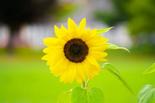 Kostnadsfri bild av blomfotografi, blomma, gul