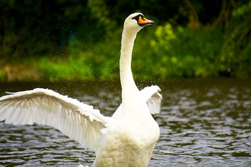 White Swan Spreads Wings on Water