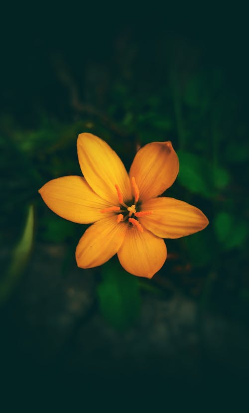 Free Close-Up Shot of an Orange Flower in Bloom Stock Photo