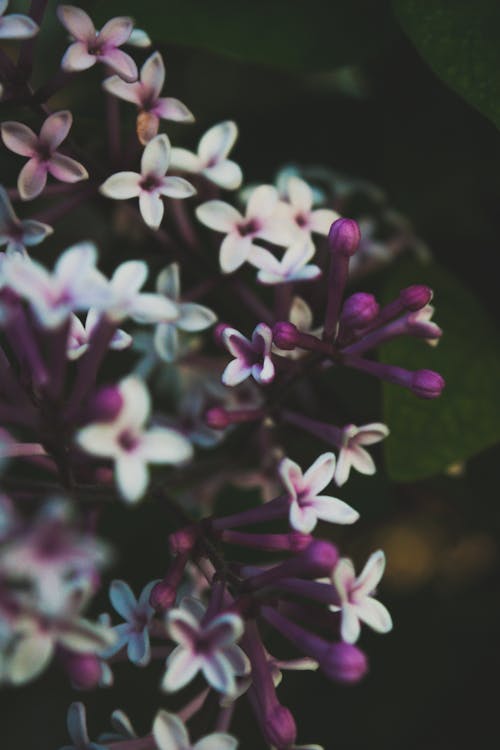 Blooming White and Purple Lilac on Garden