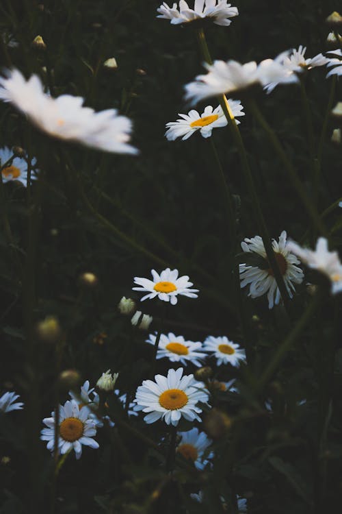 Free Close-Up Shot of White Daisies in Bloom Stock Photo