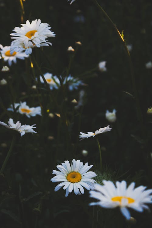 Foto profissional grátis de aumento, de flores, delicado