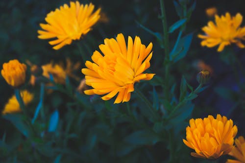 A Yellow Marigold Flowers in Full Bloom