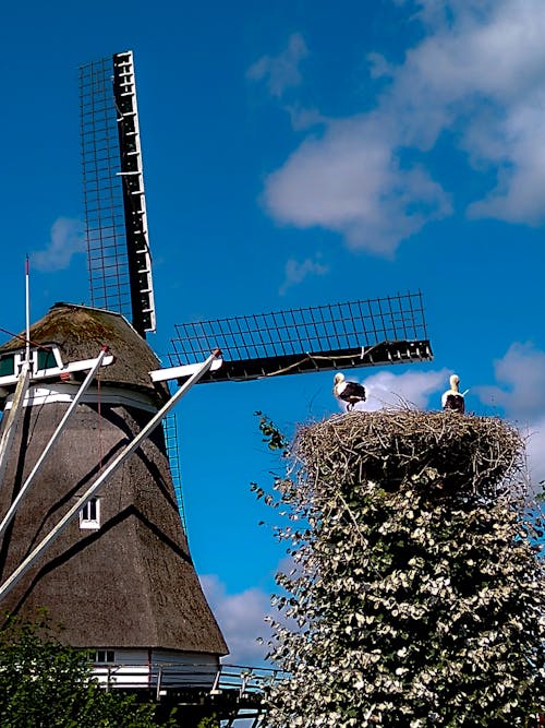 Free stock photo of molen, ooievaars, wolken
