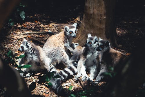 Ring Tailed Lemurs in the Wild