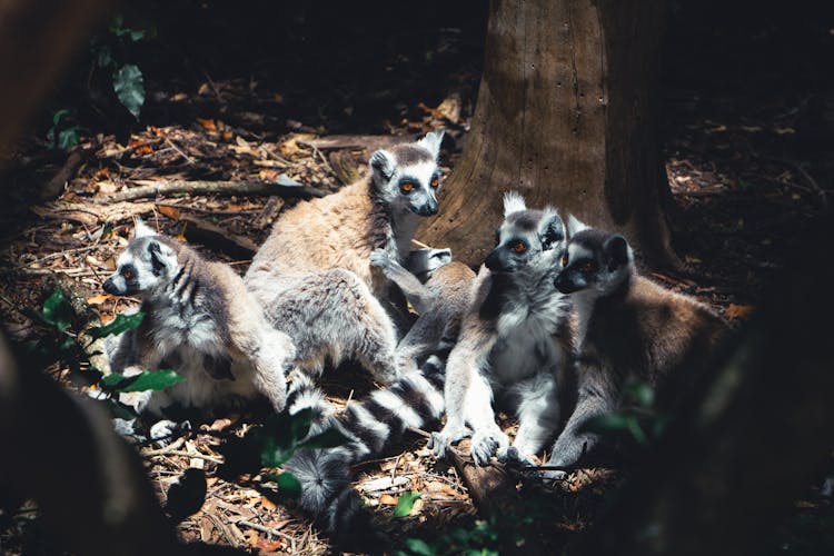 Ring Tailed Lemurs In The Wild