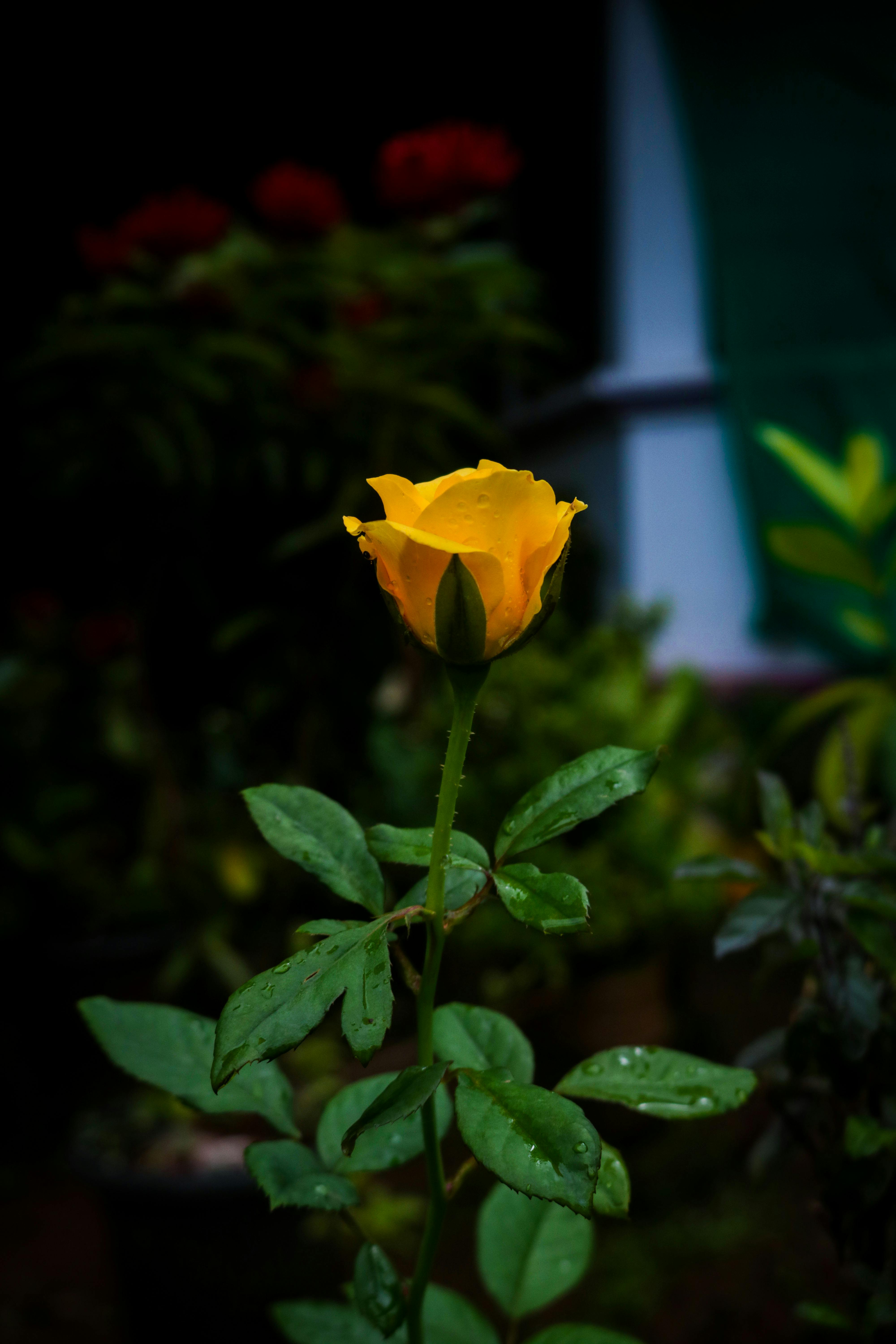 花园里，一朵充满活力的黄色玫瑰盛开着，花瓣上挂着露珠