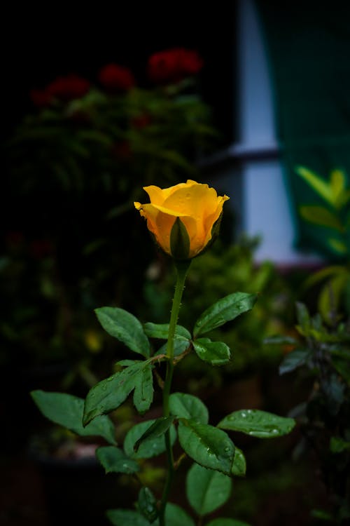 Close-Up Shot of a Yellow Rose