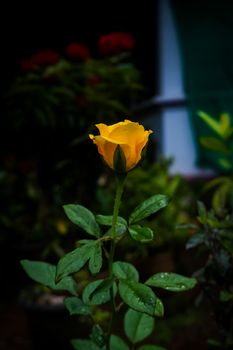 花园里，一朵充满活力的黄色玫瑰盛开着，花瓣上挂着露珠