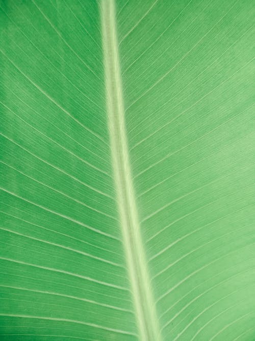 垂直拍摄, 特写, 香蕉葉 的 免费素材图片