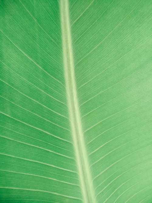 Fotos de stock gratuitas de de cerca, hoja de banano, tiro vertical