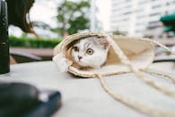 A Cute Cat Inside the Woven Bag