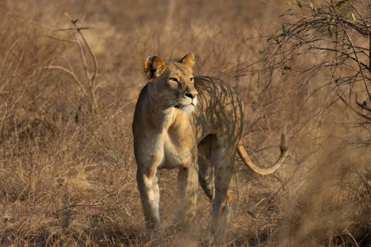 A majestic lioness walks gracefully in Tsavo's golden savanna, Kenya.