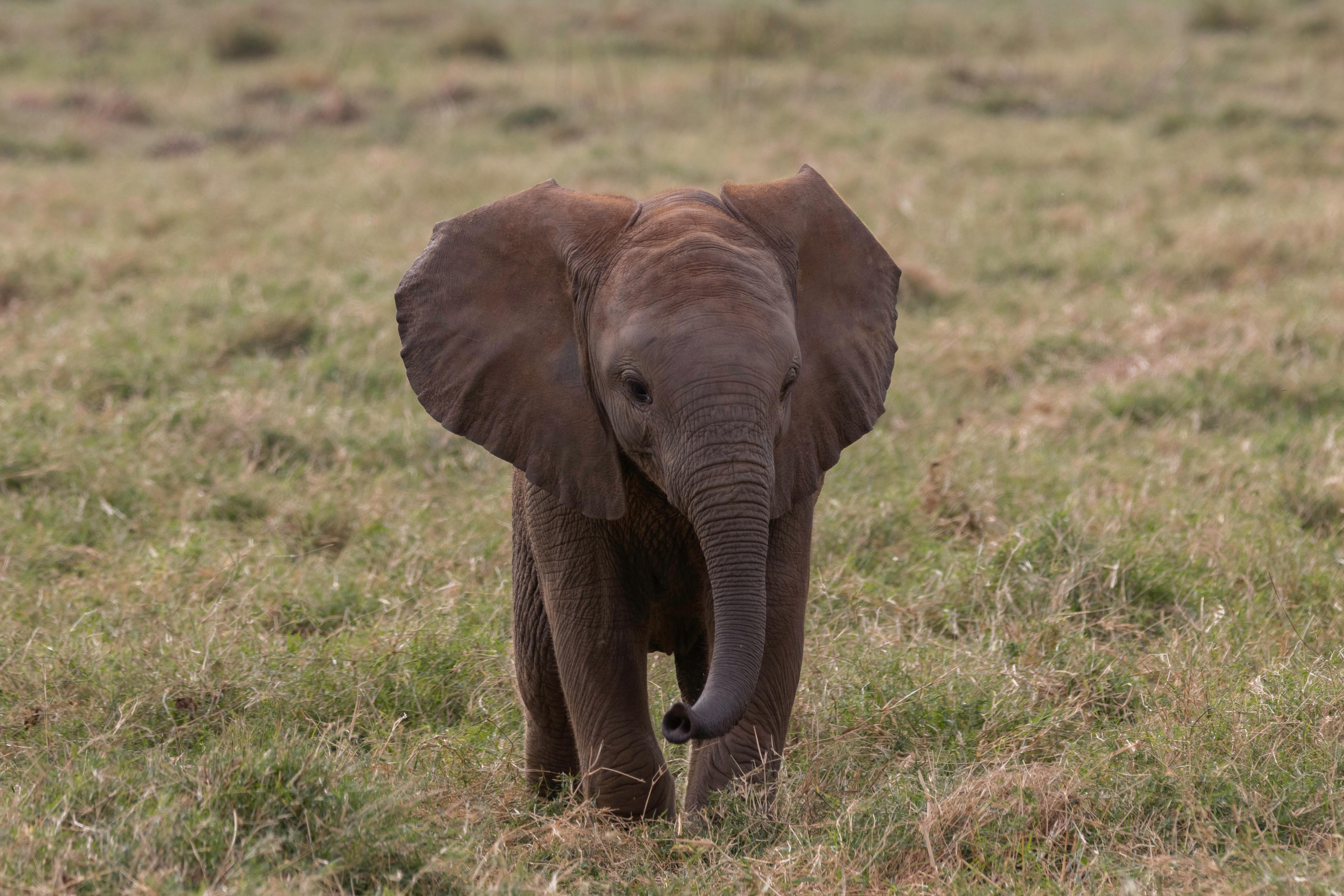 Baby African Elephant