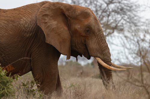 An African Elephant on a Grassy Field