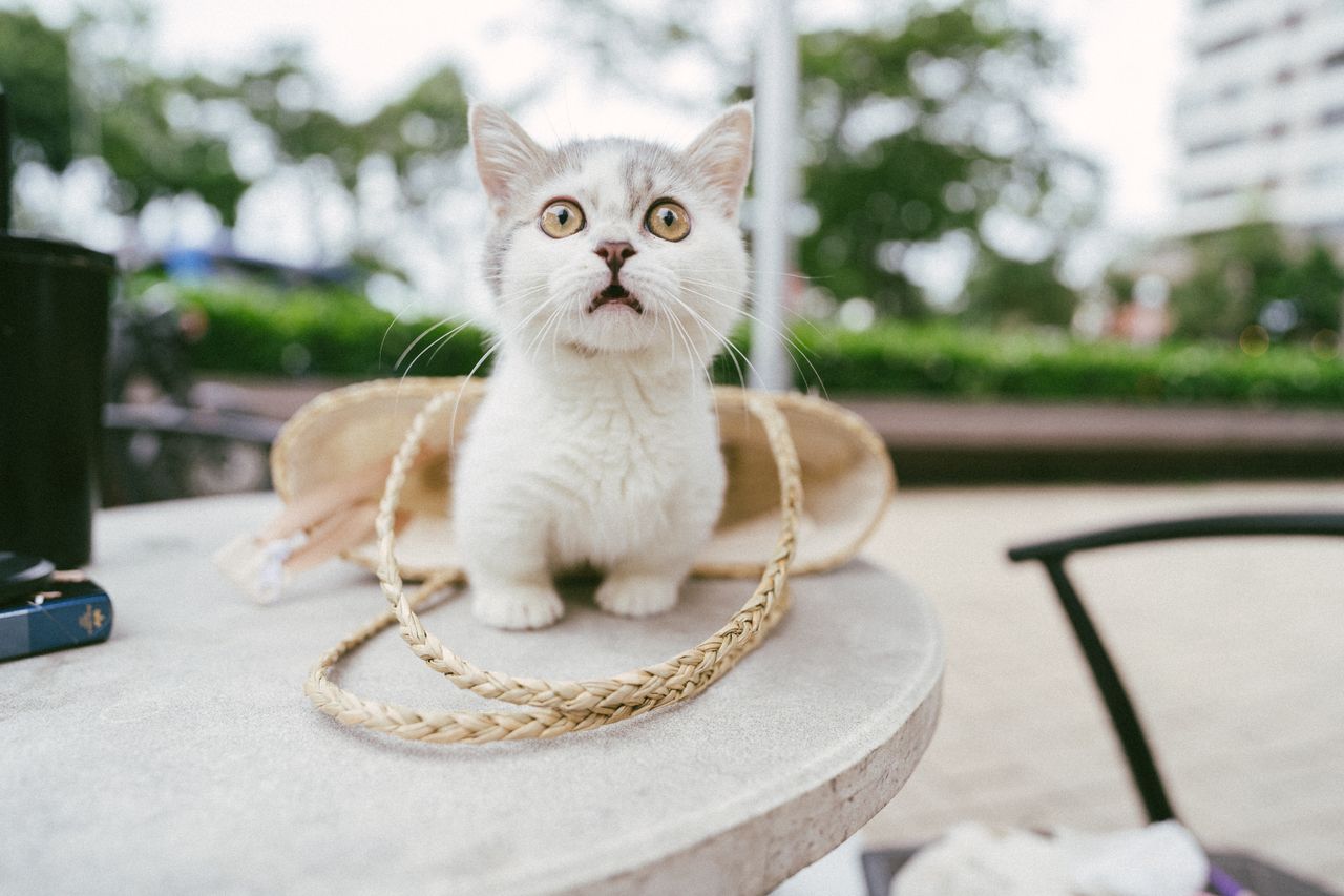 cute kitten with wide eyes sits on a table outdoors surrounded by a wo