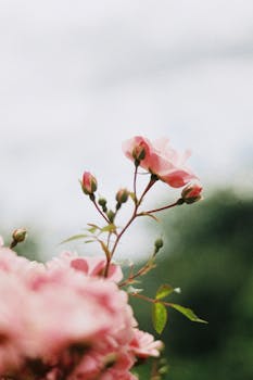 A delicate vertical shot of pink roses in bloom, showcased with a blurred green backdrop.