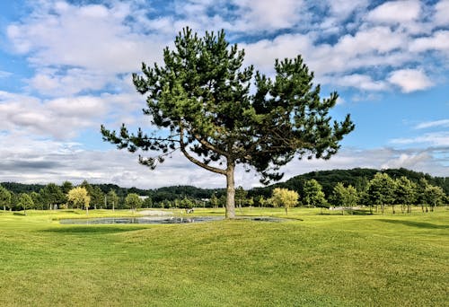 Green Trees on a Golf Course Under Blue Sky