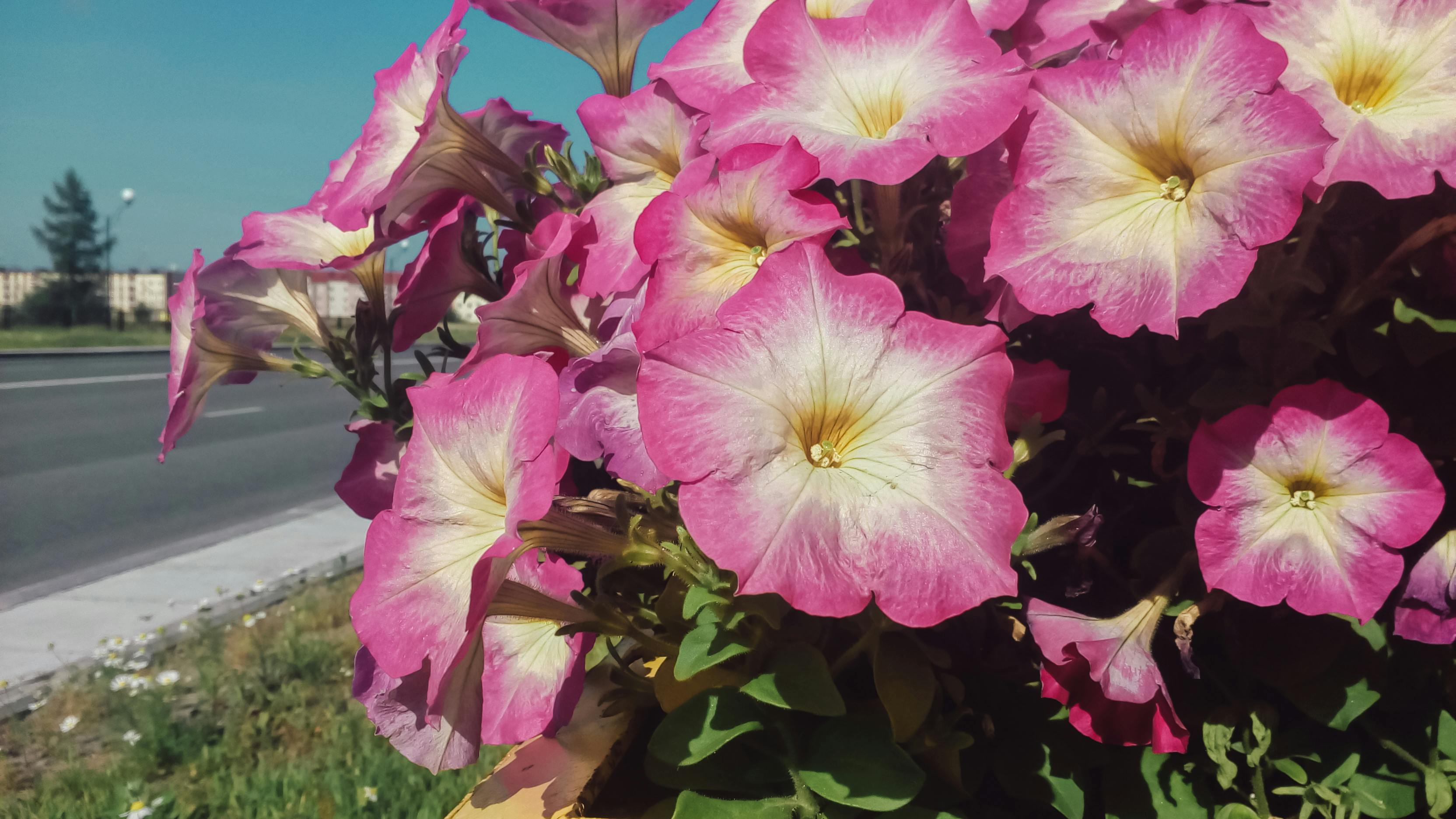 [ColoSach]-beautiful-pink-petunias-in-full-bloom-beside-a-road-on-a-sunny-day-in-tobolsk.