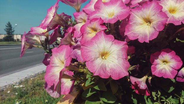 Beautiful pink petunias in full bloom beside a road on a sunny day in Tobolsk.