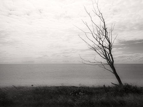 구름, 그레이 스케일 사진, 벌거 벗은 나무의 무료 스톡 사진