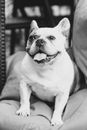 Grayscale Photo of Short Coated Dog