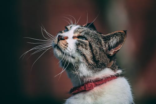 Portrait of a Grey Cat