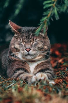 一只虎斑猫安静地睡在大自然的怀抱中，特写镜头定格于此