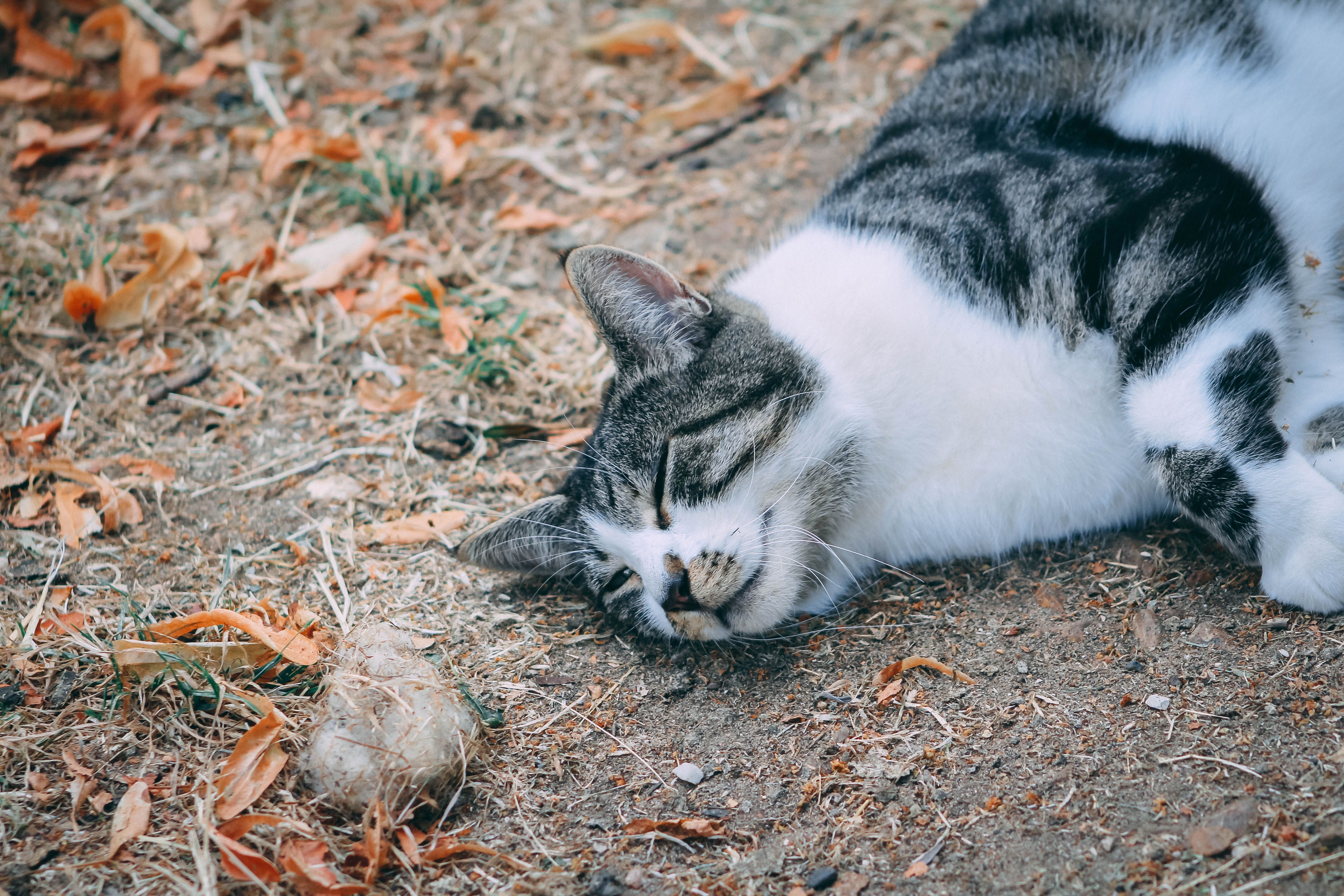 一只虎斑猫安静地睡在铺满落叶的地上，显得宁静而舒适